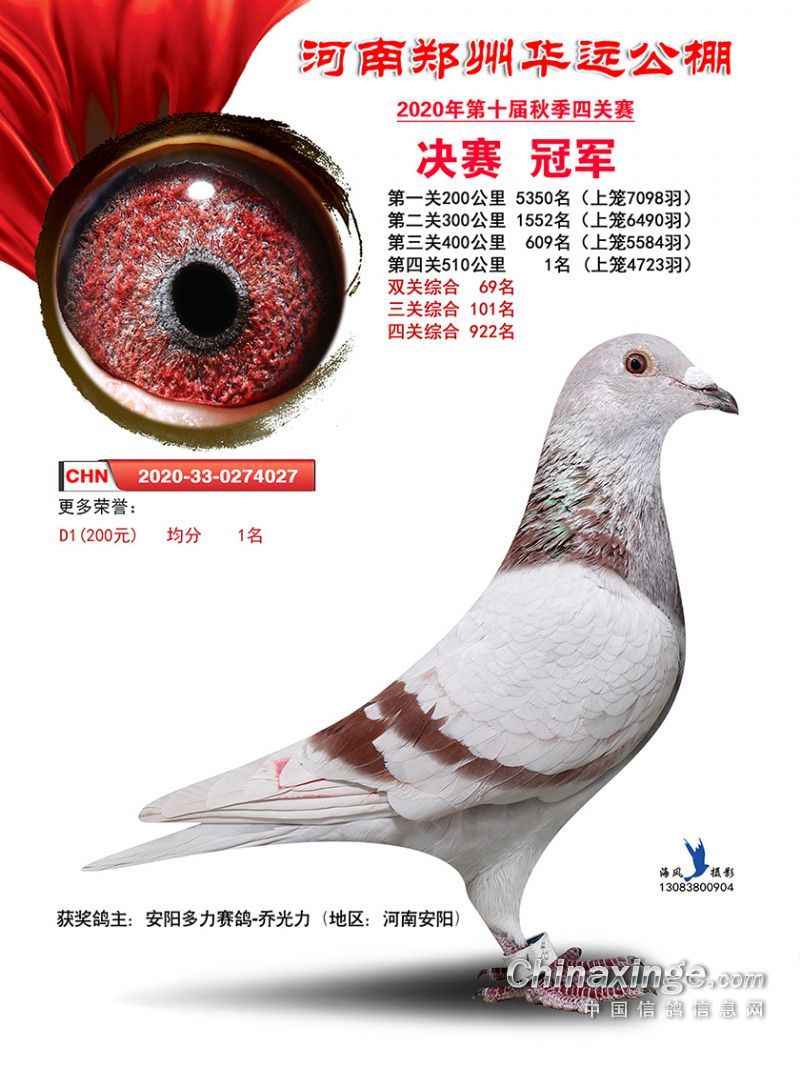 君翼赛鸽公棚秋季赛事，速度与激情的空中盛宴