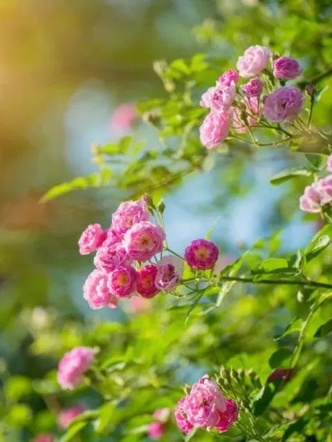香淃六彩，今日绽放的绚烂果实