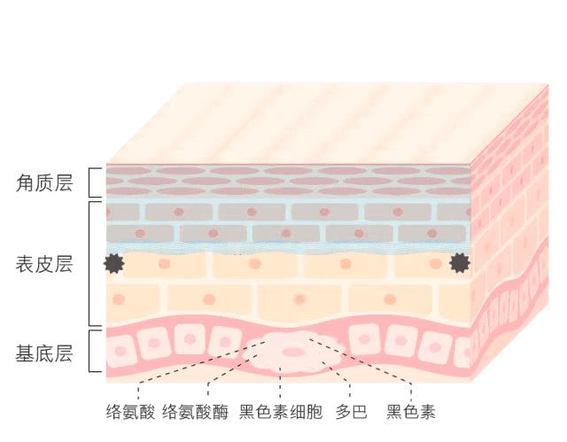 揭秘白小姐今期一肖中特，生肖预测的奥秘与理性思考